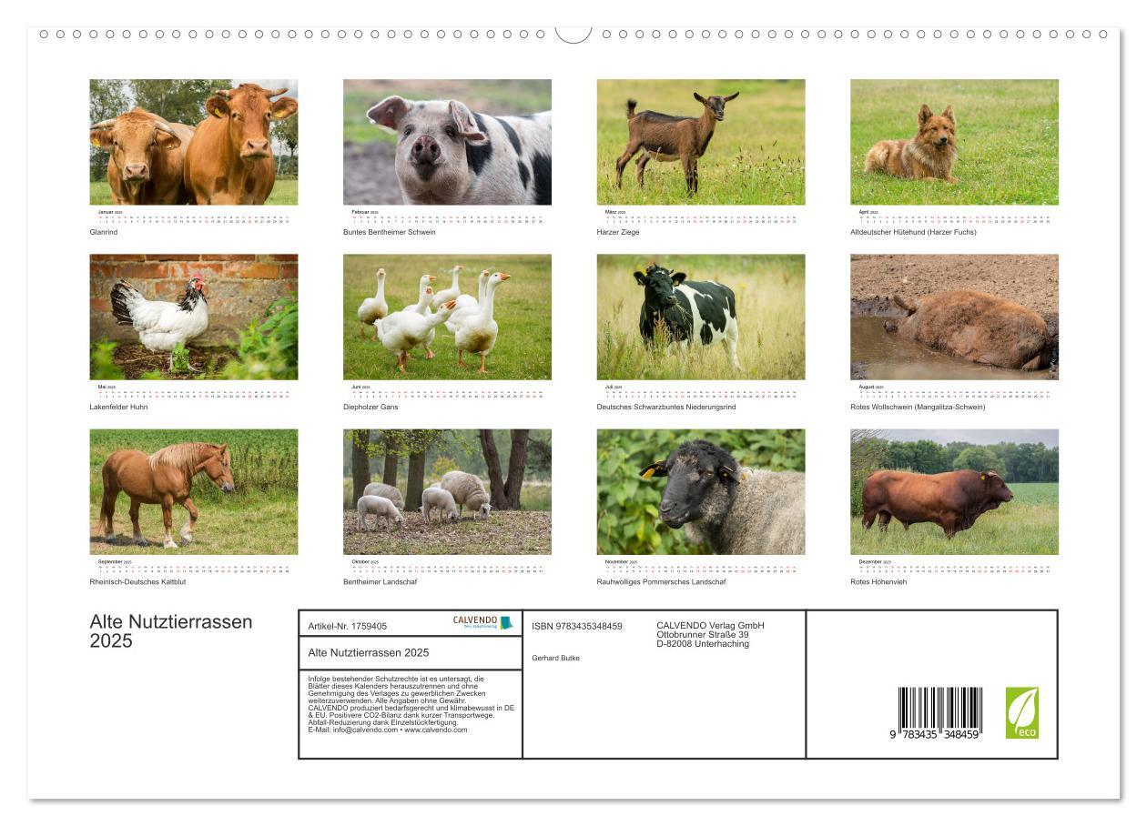 Bild: 9783435348459 | Alte Nutztierrassen 2025 (hochwertiger Premium Wandkalender 2025...