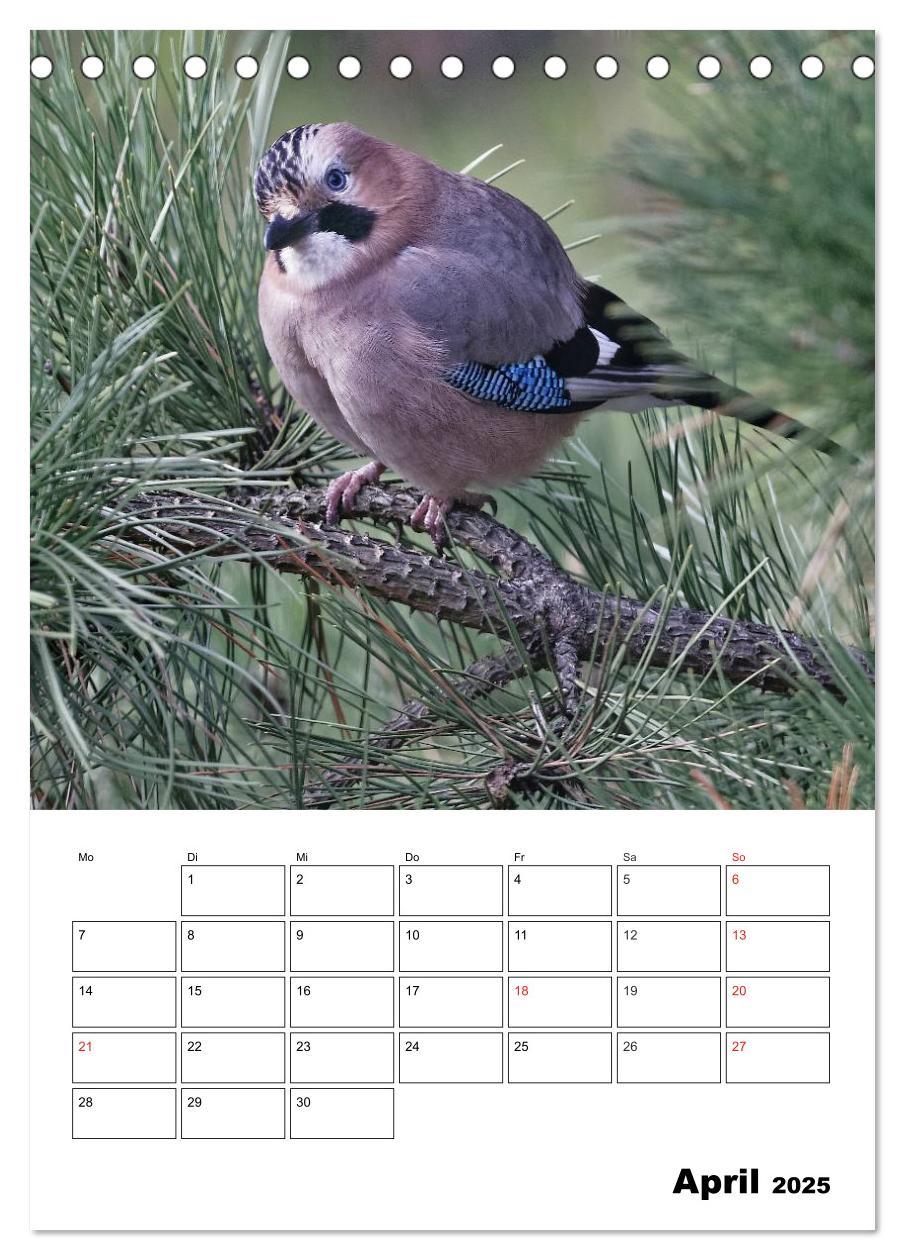 Bild: 9783457007334 | Bezaubernde Vögel im heimischen Garten (Tischkalender 2025 DIN A5...