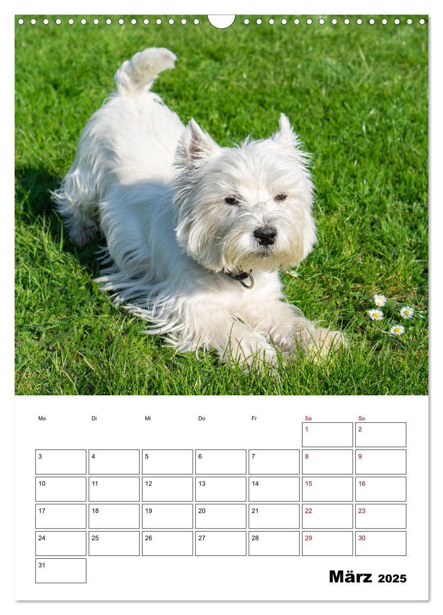 Bild: 9783435887842 | West Highland White Terrier - Herzensbrecher auf vier Pfoten...