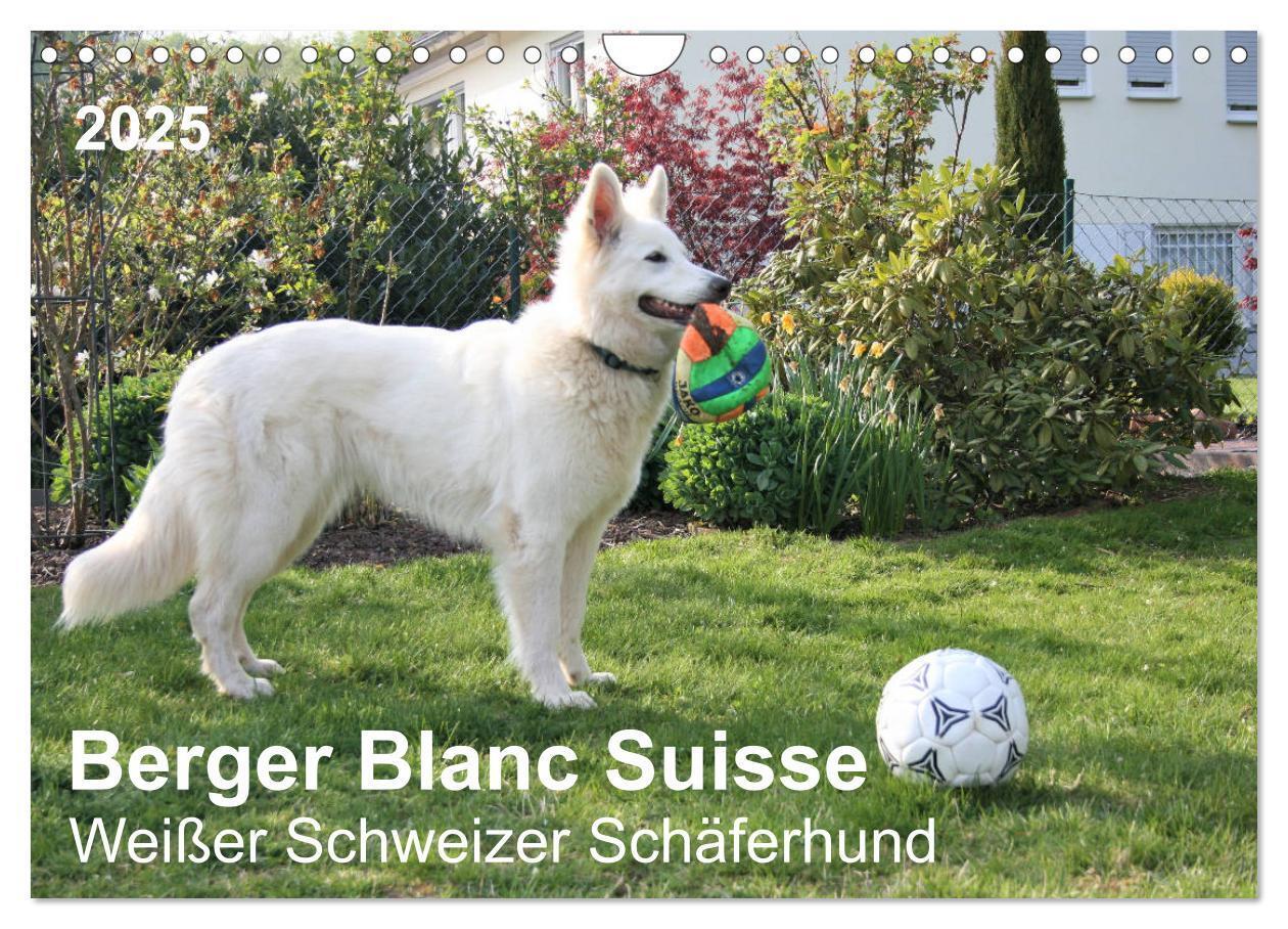 Cover: 9783435237982 | Berger Blanc Suisse - Weißer Schweizer Schäferhund (Wandkalender...