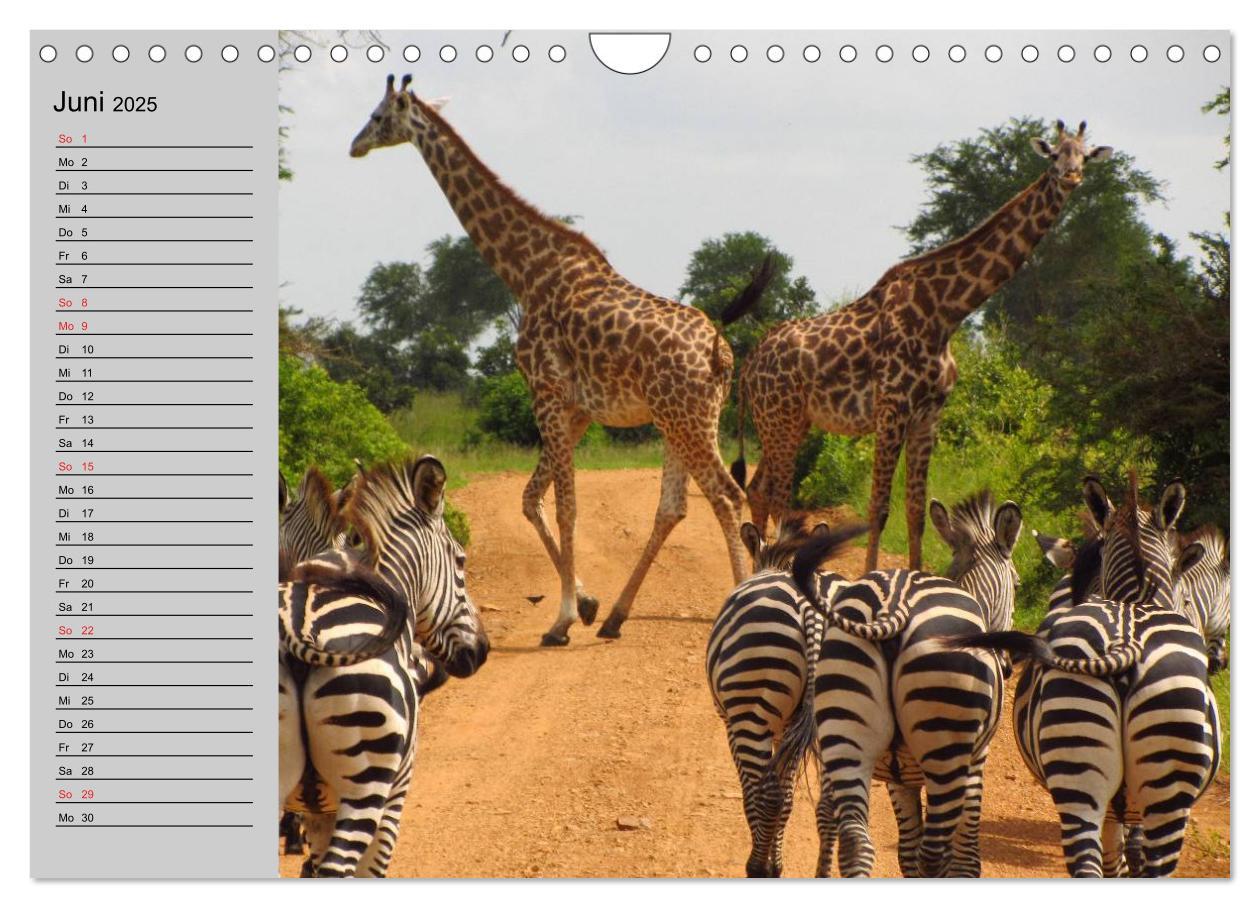 Bild: 9783435535330 | Giraffen. Dem Himmel so nah (Wandkalender 2025 DIN A4 quer),...