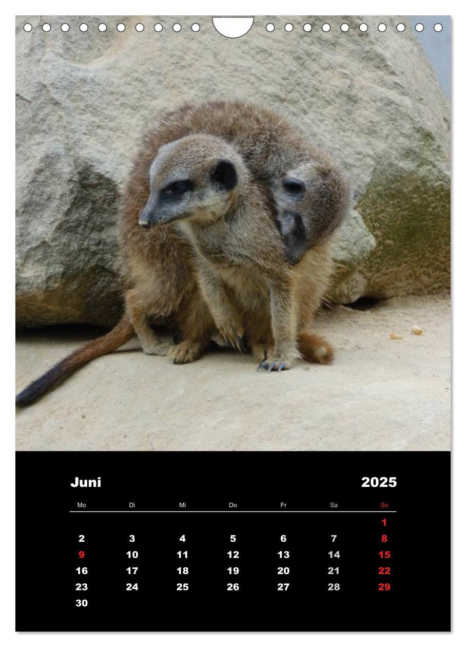 Bild: 9783457080597 | Erdmännchen (Wandkalender 2025 DIN A4 hoch), CALVENDO Monatskalender