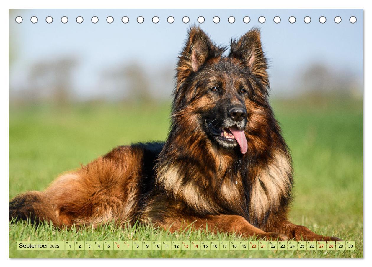 Bild: 9783383896668 | Altdeutsche Schäferhunde - Traumhafte Schäferhunde Langstockhaar...