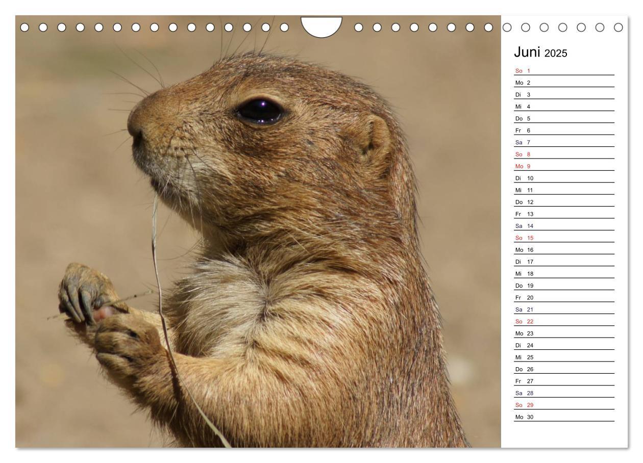 Bild: 9783435816941 | Faszinierende Tierportraits (Wandkalender 2025 DIN A4 quer),...