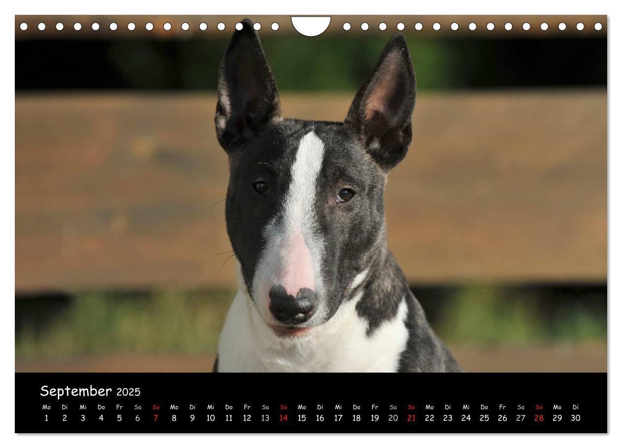 Bild: 9783435768844 | Bullterrier (Wandkalender 2025 DIN A4 quer), CALVENDO Monatskalender