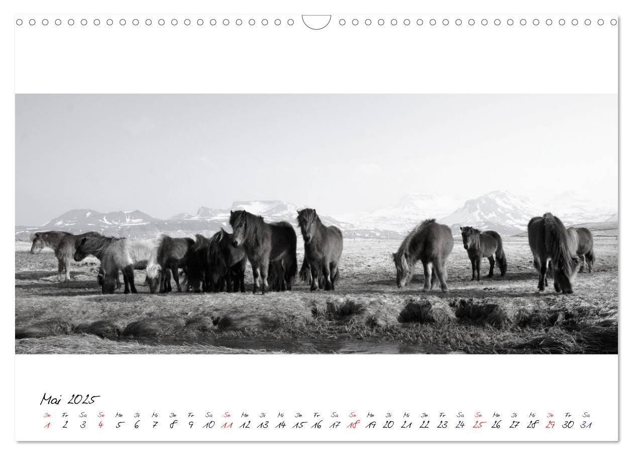 Bild: 9783435762798 | Islandpferde von Brimilsvellir (Wandkalender 2025 DIN A3 quer),...