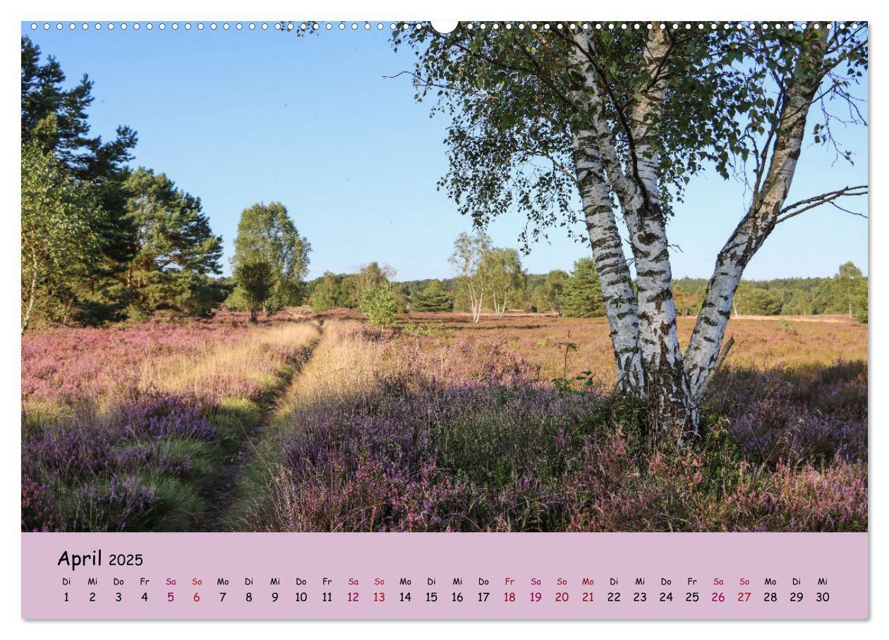 Bild: 9783435029747 | Lüneburger Heide Wege (Wandkalender 2025 DIN A2 quer), CALVENDO...