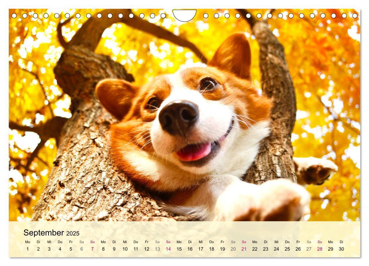 Bild: 9783435020119 | Welsh Corgi. Zauberhafter Dickkopf auf kurzen Beinen (Wandkalender...