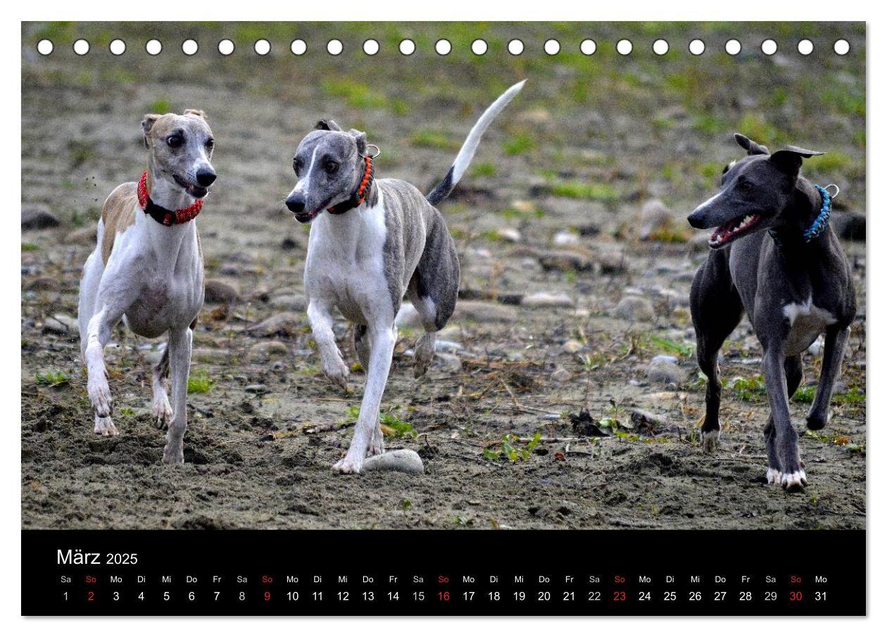 Bild: 9783435629909 | Whippets in Aktion (Tischkalender 2025 DIN A5 quer), CALVENDO...