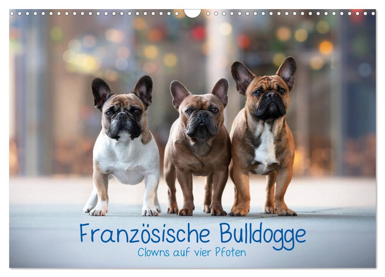 Cover: 9783435222155 | Französische Bulldogge - Clowns auf vier Pfoten (Wandkalender 2025...