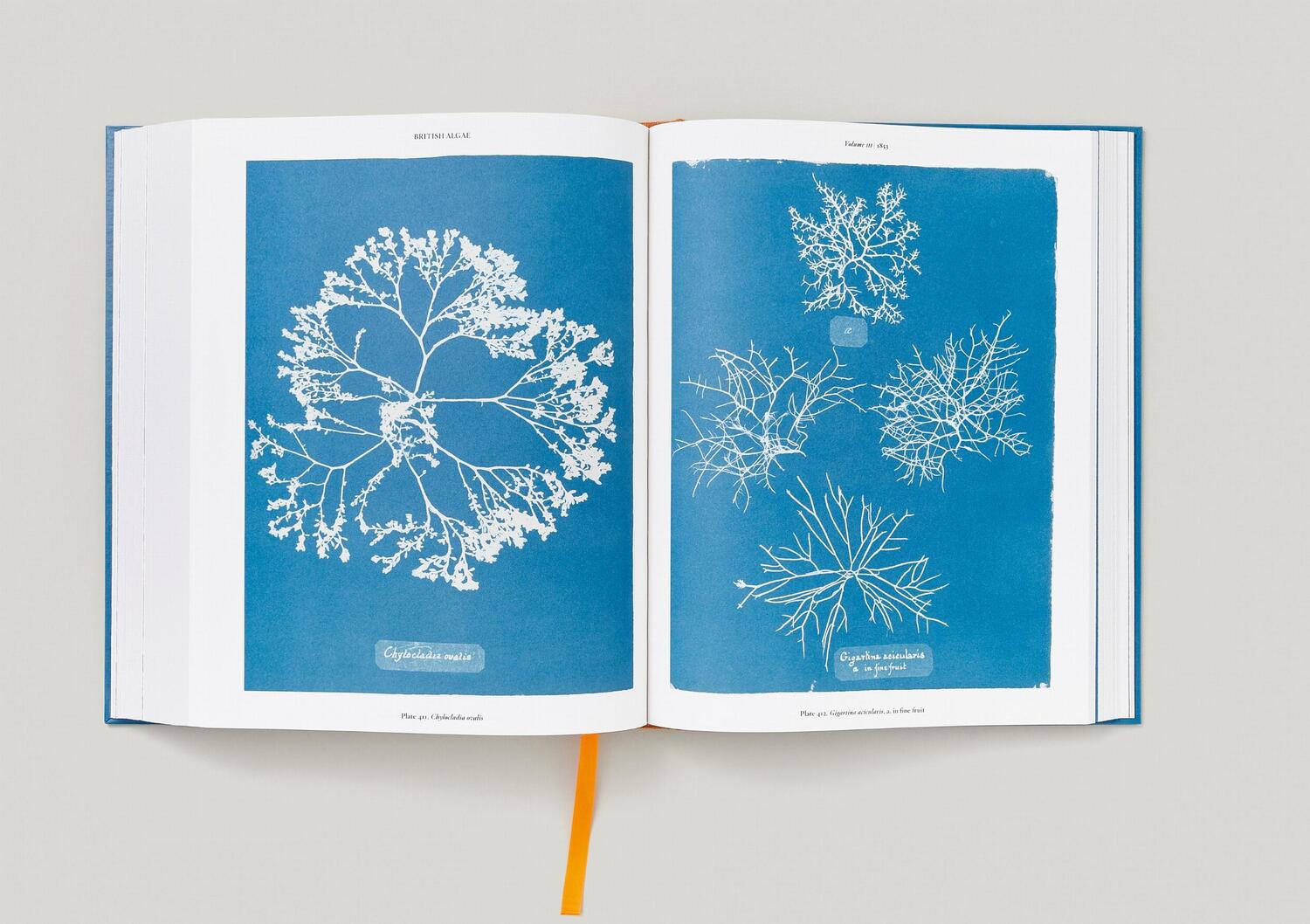 Bild: 9783836596039 | Anna Atkins. Cyanotypes | Peter Walther | Buch | Schuber | 660 S.