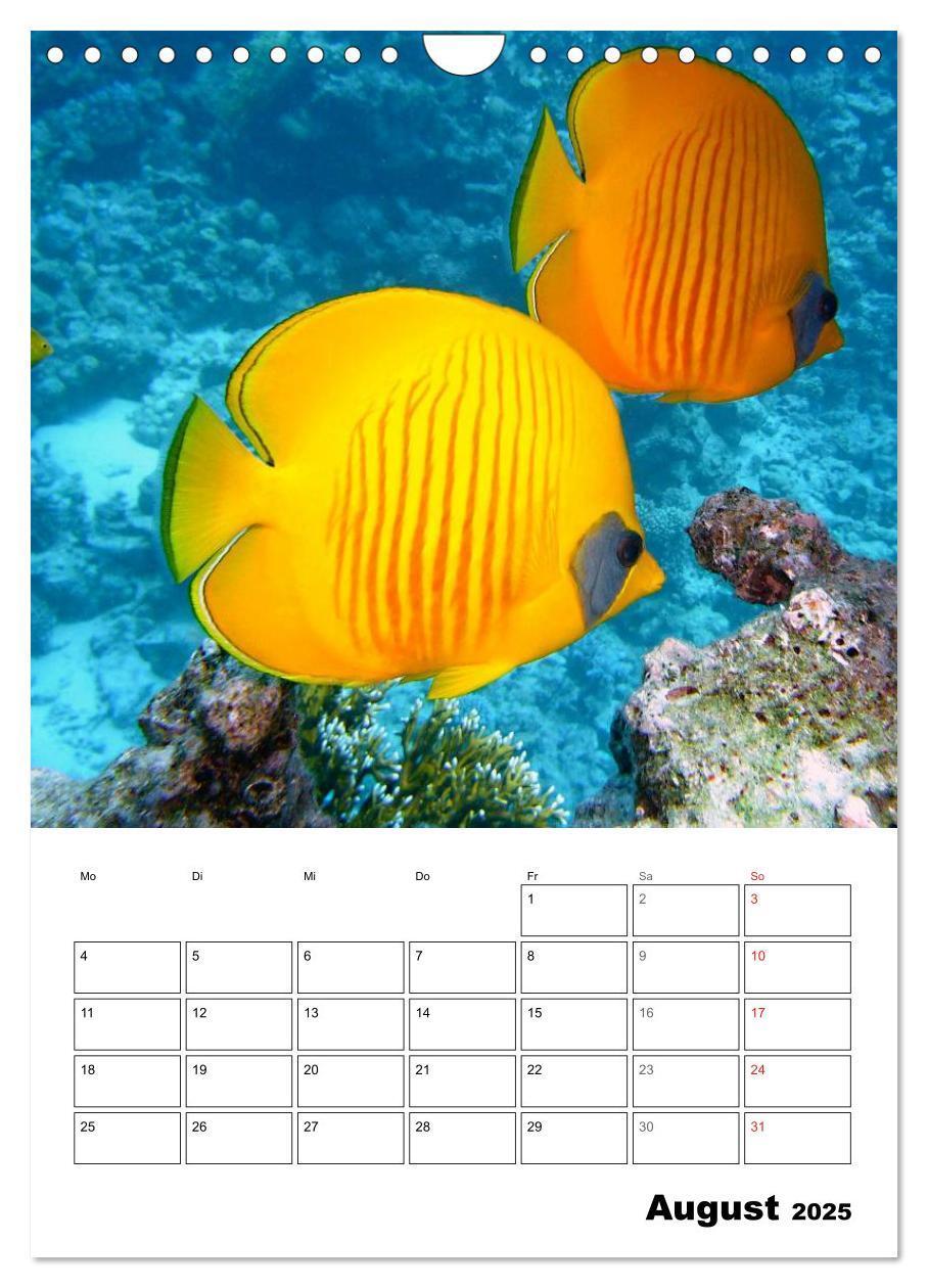 Bild: 9783457036006 | Zauberwelt. Fische, Korallen und Co. (Wandkalender 2025 DIN A4...