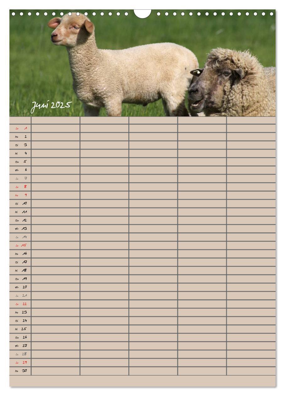 Bild: 9783457058329 | Der belämmerte Familienplaner (Wandkalender 2025 DIN A3 hoch),...