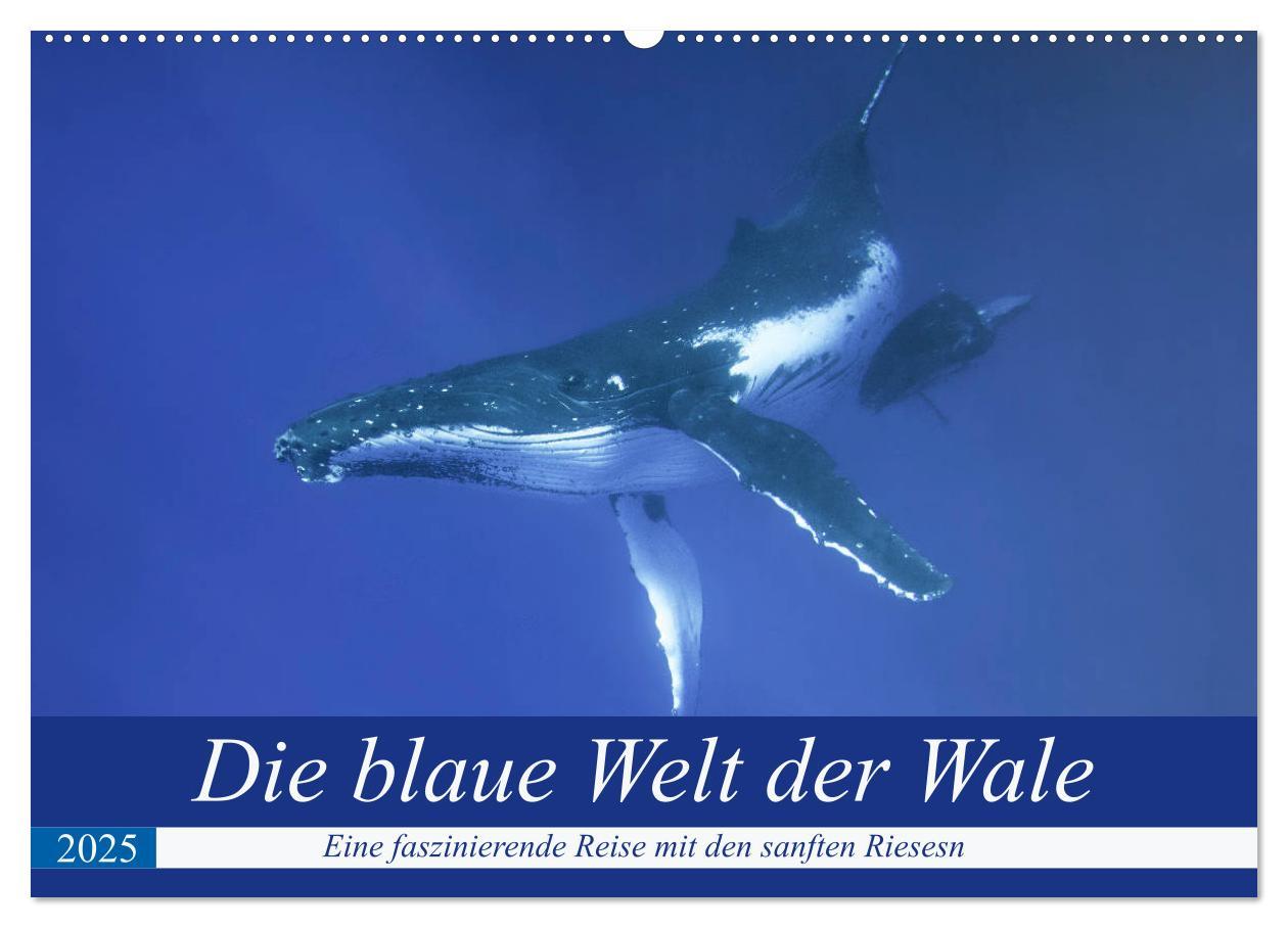 Cover: 9783435390229 | Die blaue Welt der Wale (Wandkalender 2025 DIN A2 quer), CALVENDO...