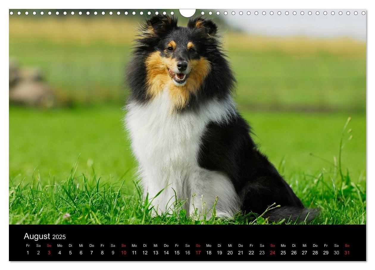 Bild: 9783435768226 | Sheltie 2025 (Wandkalender 2025 DIN A3 quer), CALVENDO Monatskalender