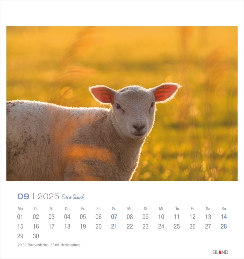 Bild: 9783964023254 | Extra Schaf Postkartenkalender 2025 | Kalender | Spiralbindung | 13 S.