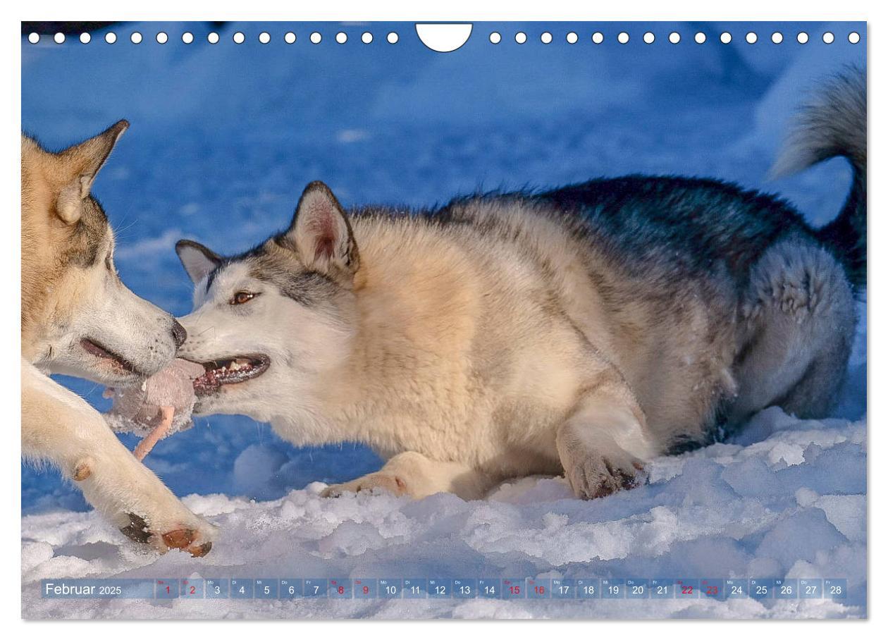 Bild: 9783435214730 | Alaskan Malamute in seinem Element (Wandkalender 2025 DIN A4 quer),...