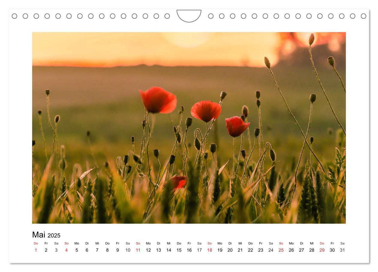 Bild: 9783435194742 | Eindrücke aus der Natur (Wandkalender 2025 DIN A4 quer), CALVENDO...