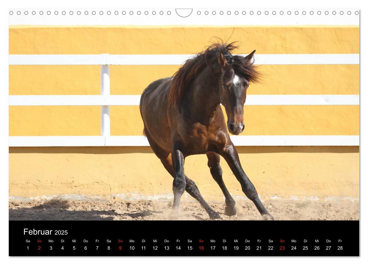 Bild: 9783435566822 | Caballos Spanische Pferde 2025 (Wandkalender 2025 DIN A3 quer),...