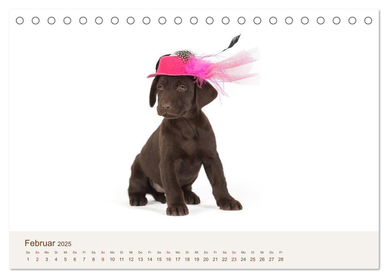 Bild: 9783435616152 | Labrador - Welpen (Tischkalender 2025 DIN A5 quer), CALVENDO...