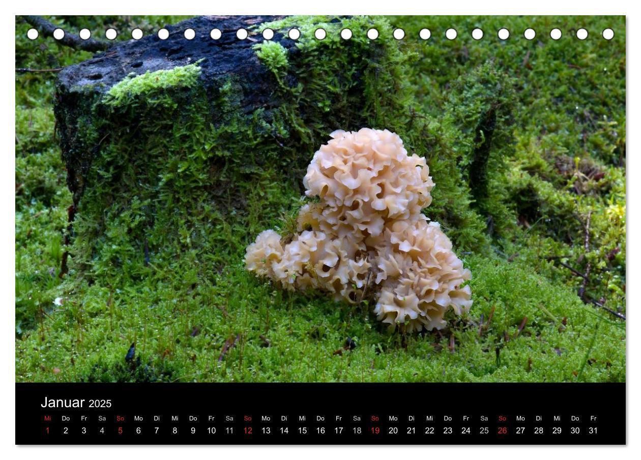 Bild: 9783435641314 | Pilze in Wald und Flur (Tischkalender 2025 DIN A5 quer), CALVENDO...