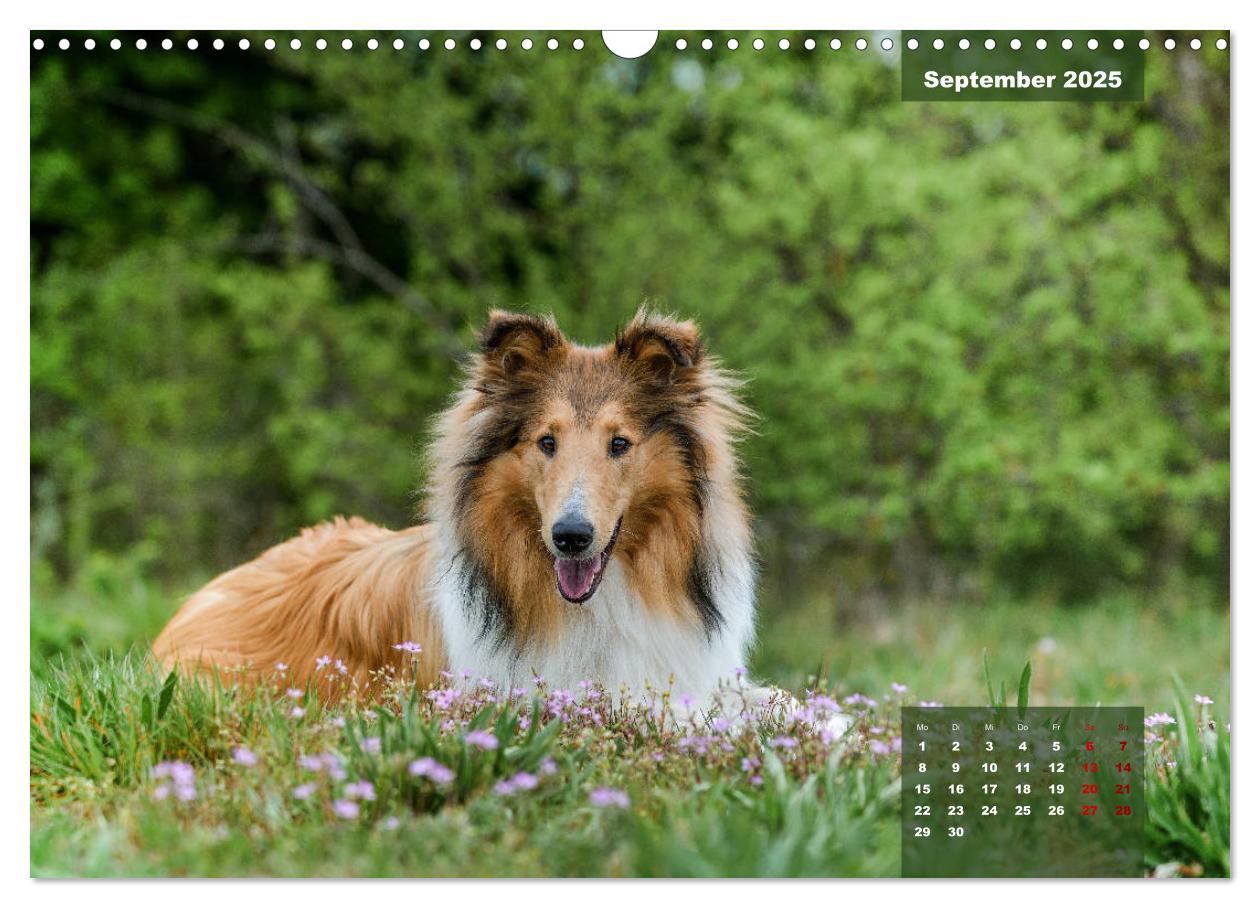 Bild: 9783435110629 | Typisch Collie (Wandkalender 2025 DIN A3 quer), CALVENDO...