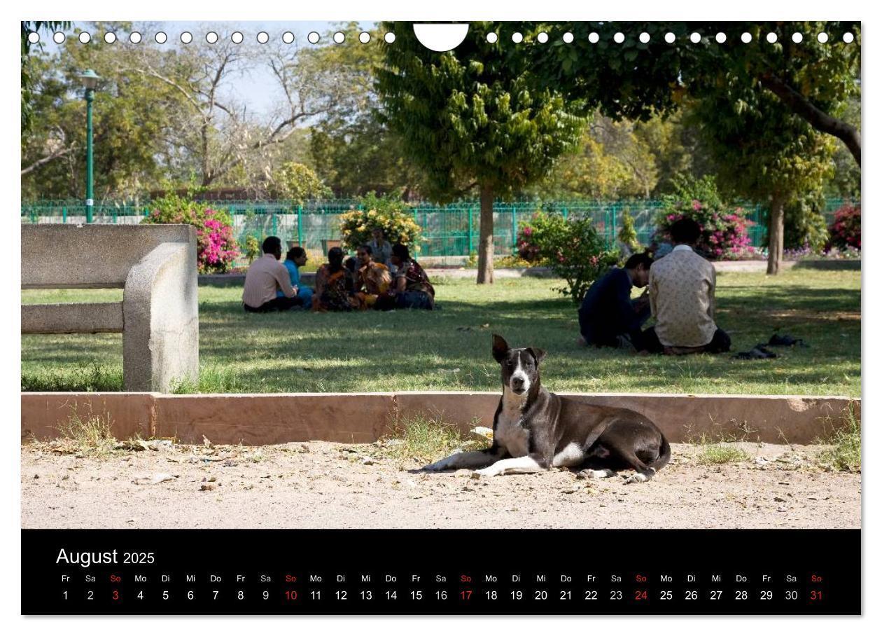 Bild: 9783435801862 | Straßenhunde (Wandkalender 2025 DIN A4 quer), CALVENDO Monatskalender