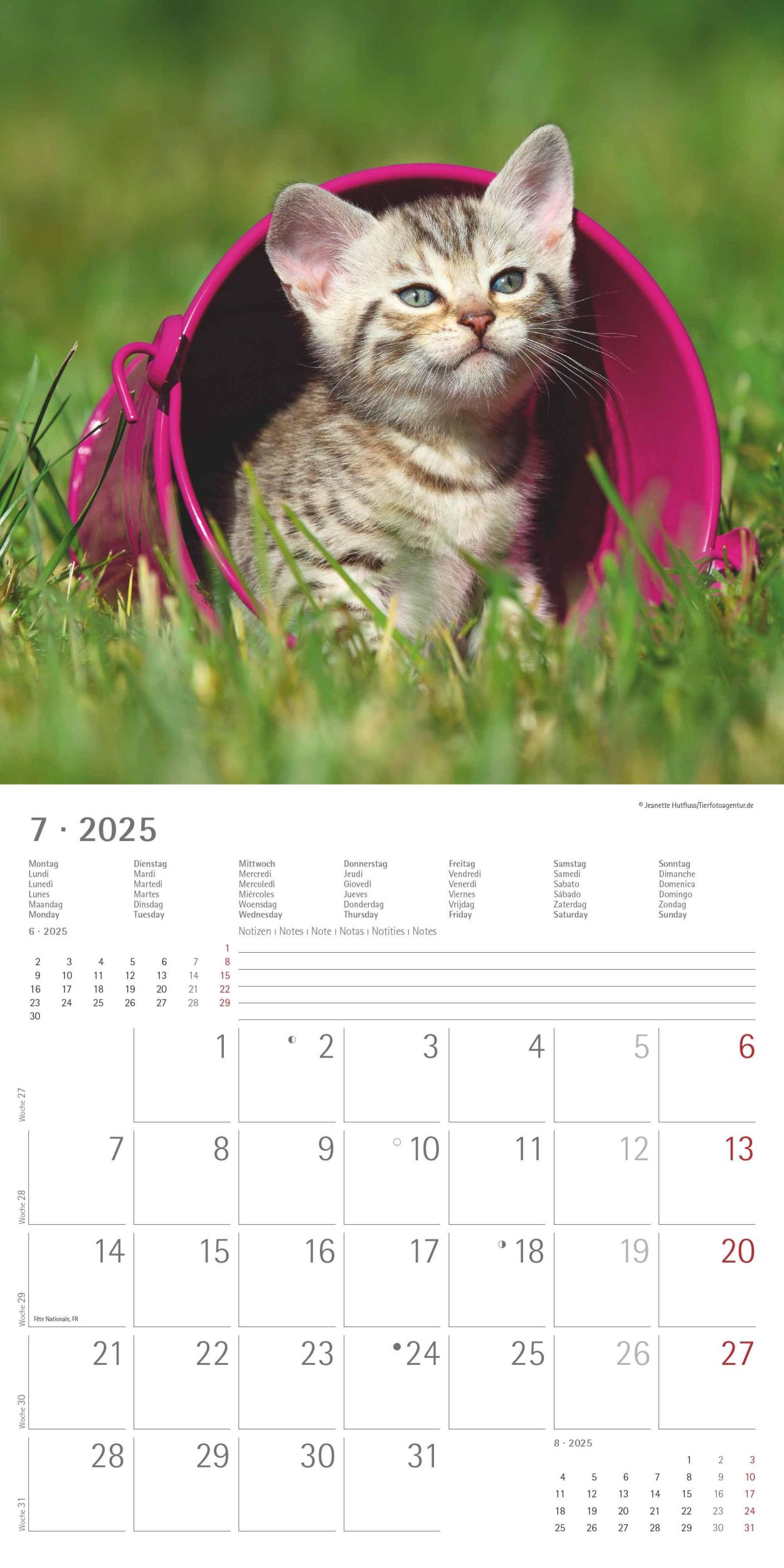 Bild: 4251732340681 | Katzenbabys 2025 - Broschürenkalender 30x30 cm (30x60 geöffnet) -...