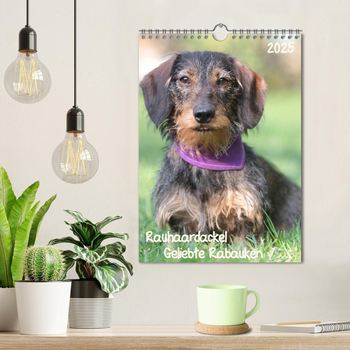 Bild: 9783457045756 | Geliebte Rabauken - Rauhaardackel (Wandkalender 2025 DIN A4 hoch),...