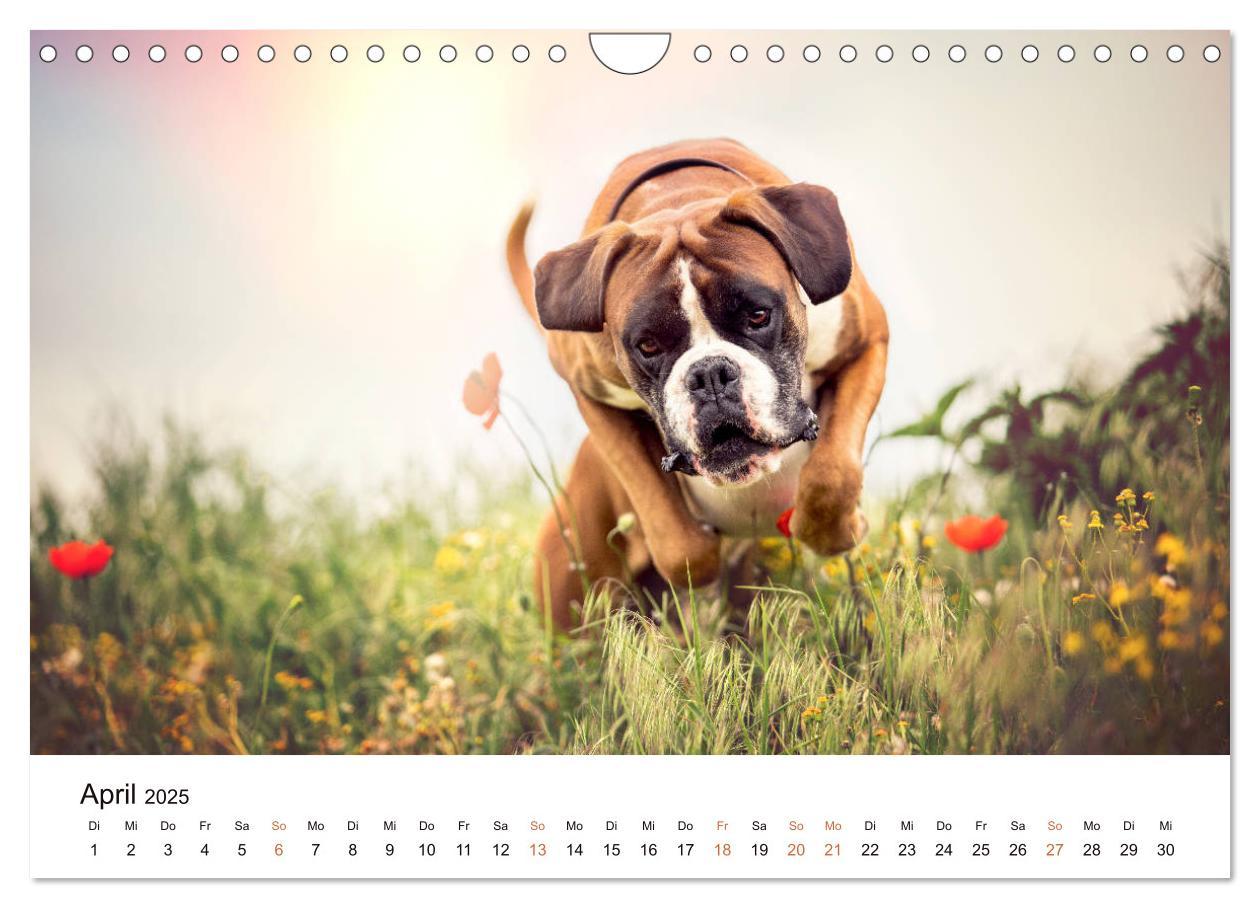 Bild: 9783435160907 | Deutscher Boxer (Wandkalender 2025 DIN A4 quer), CALVENDO...