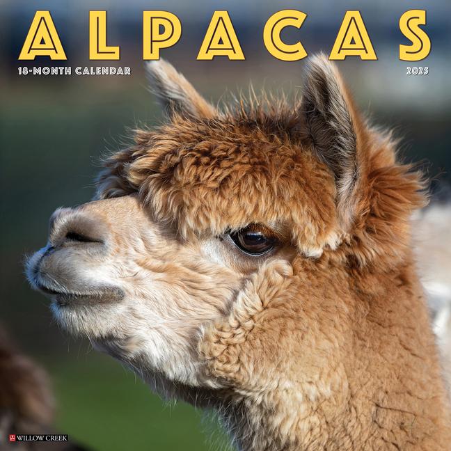 Cover: 9781549241291 | Alpacas 2025 12 X 12 Wall Calendar | Willow Creek Press | Kalender