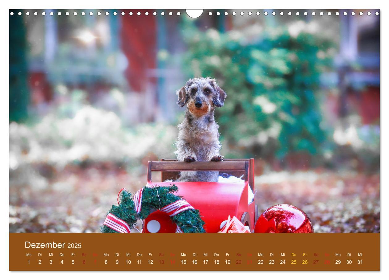 Bild: 9783435308767 | Der Dackel (Wandkalender 2025 DIN A3 quer), CALVENDO Monatskalender