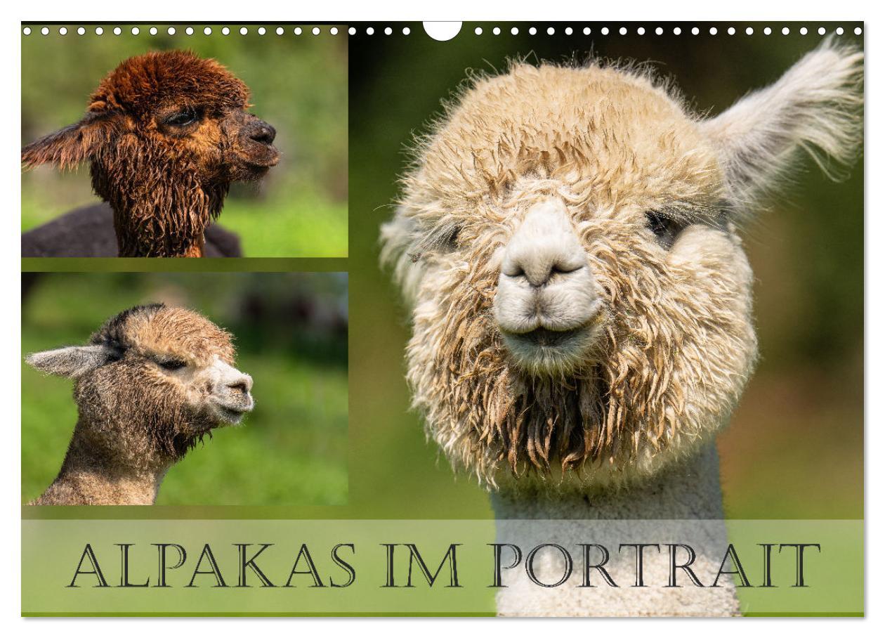 Cover: 9783383858093 | Alpakas im Portrait (Wandkalender 2025 DIN A3 quer), CALVENDO...