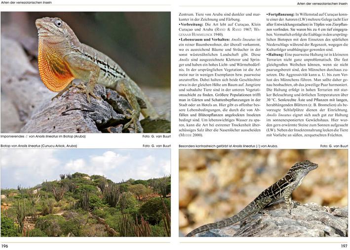 Bild: 9783866590915 | Anolis | Im Biotop und Terrarium | Axel Flaschendräger (u. a.) | Buch