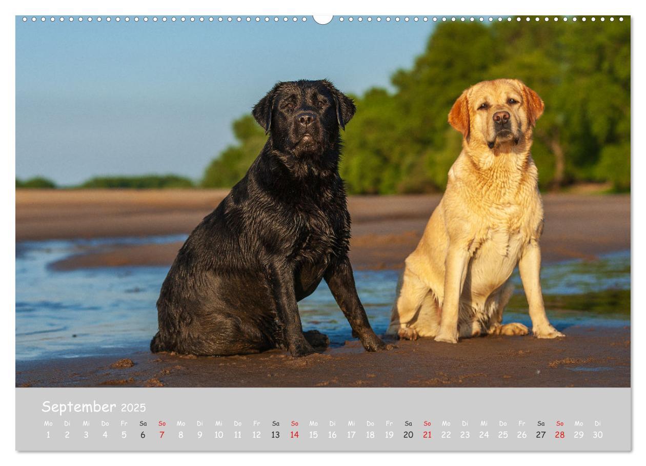 Bild: 9783435531554 | Liebenswerter Labrador 2025 (Wandkalender 2025 DIN A2 quer),...