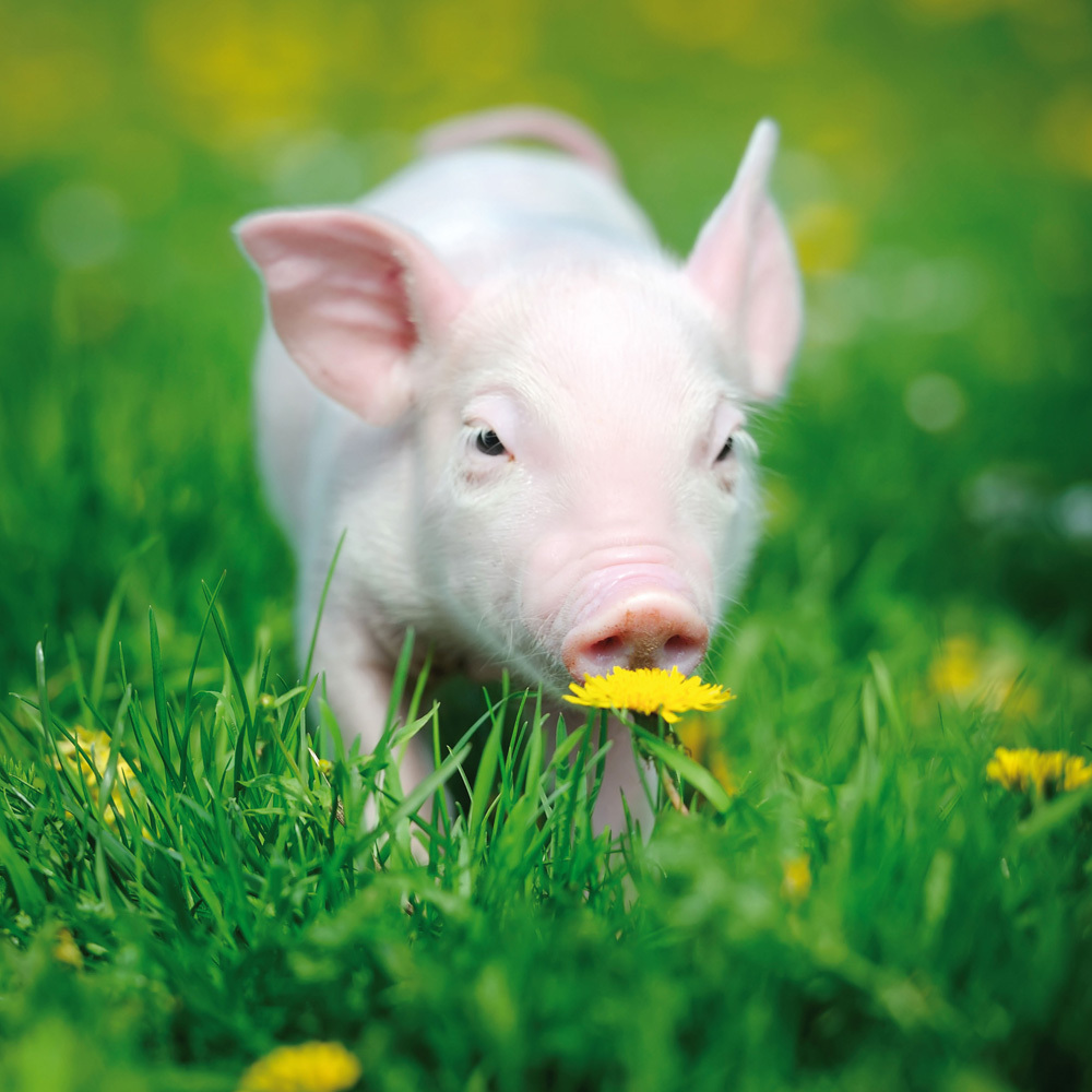 Bild: 9783959293358 | Piggies/Schweinchen 2024 | Kalender 2024 | Kalender | Drahtheftung