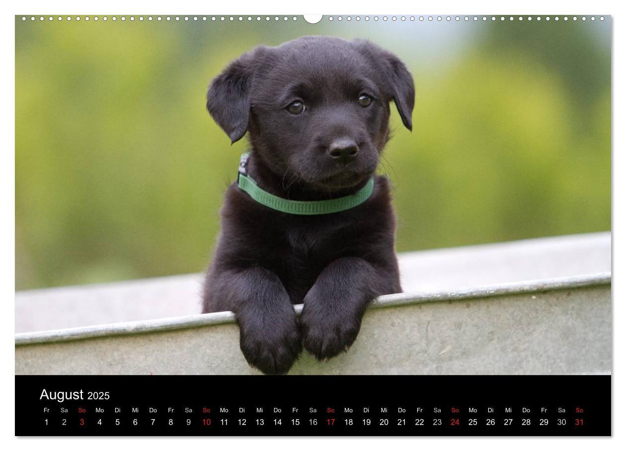 Bild: 9783435822652 | Hundewelpen (Wandkalender 2025 DIN A2 quer), CALVENDO Monatskalender