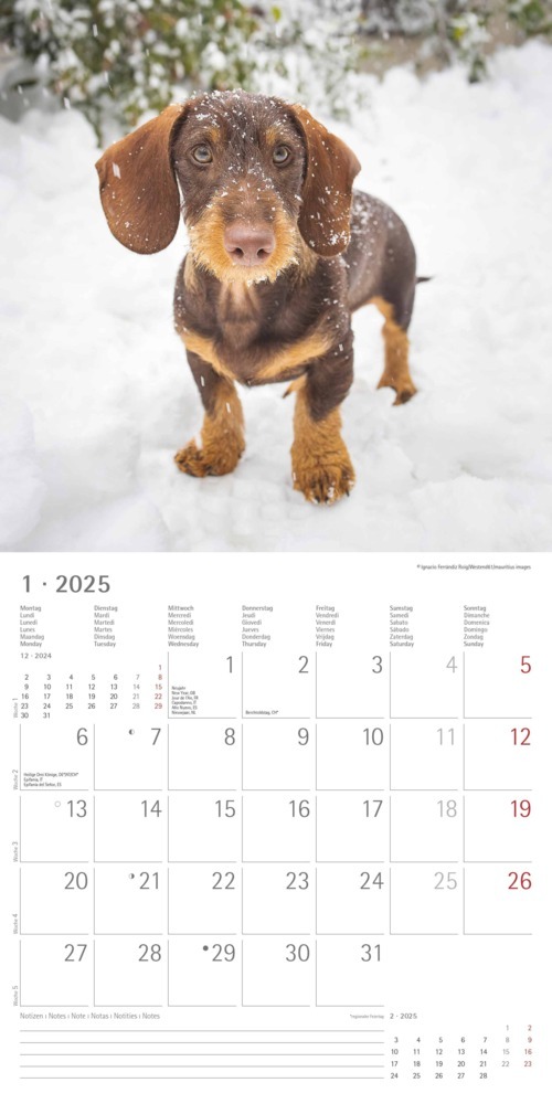 Bild: 4251732343033 | Alpha Edition - Dackel 2025 Broschürenkalender, 30x30cm,...