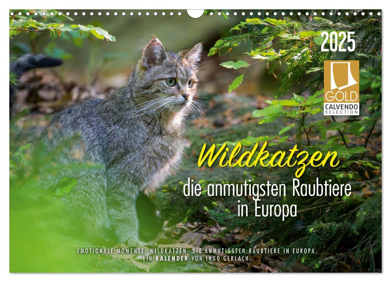 Cover: 9783435219339 | Wildkatzen - die anmutigsten Raubiere in Europa. (Wandkalender 2025...