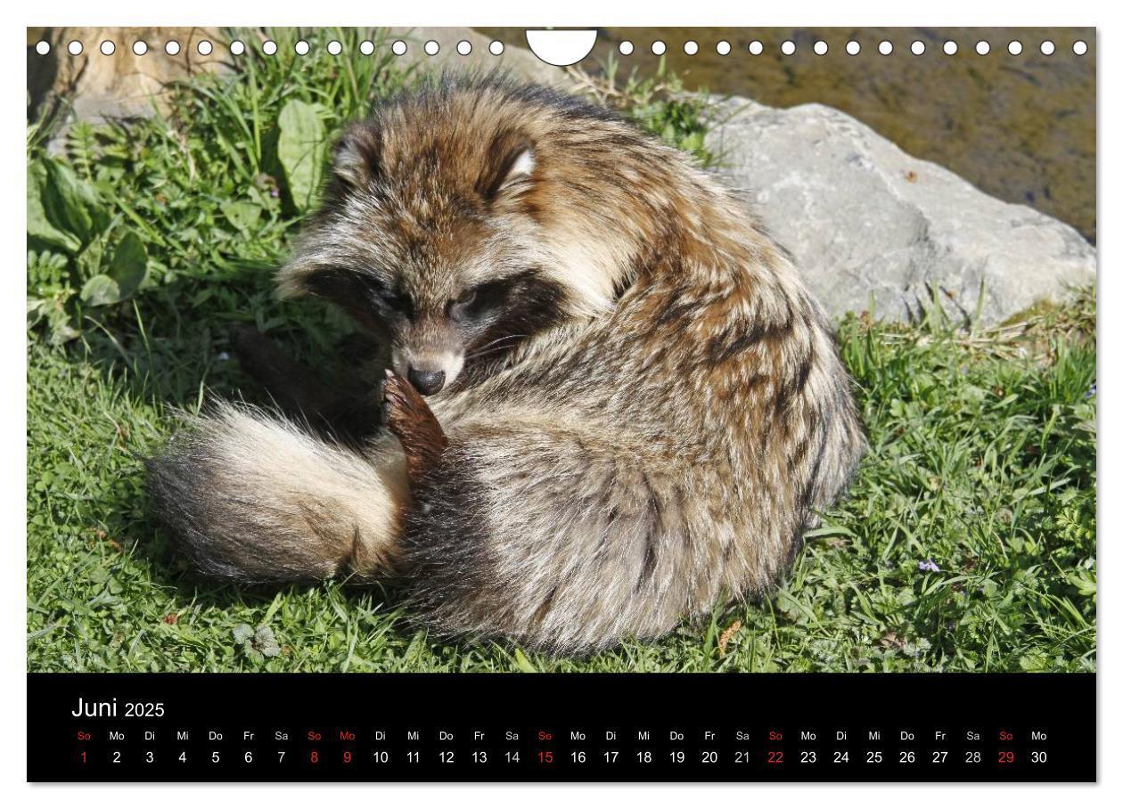 Bild: 9783435677580 | Marderhunde (Wandkalender 2025 DIN A4 quer), CALVENDO Monatskalender