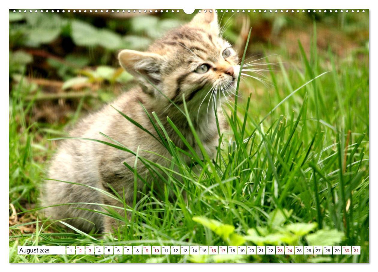 Bild: 9783435413843 | Wildkatzen - Die lautlosen Jäger des Waldes (Wandkalender 2025 DIN...