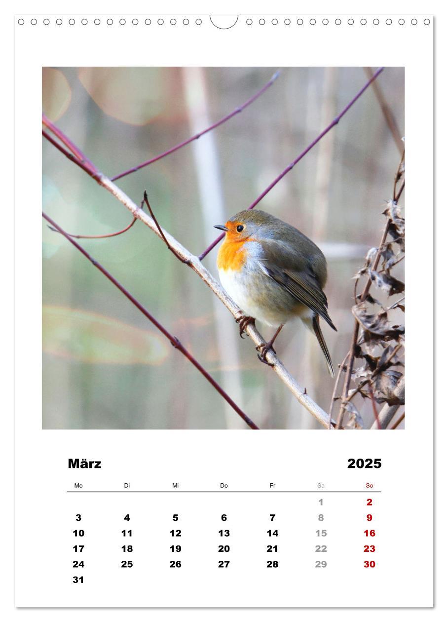 Bild: 9783435929627 | Rotkehlchen, süße kleine Knutschkugeln (Wandkalender 2025 DIN A3...