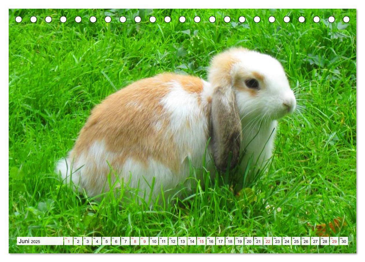 Bild: 9783435736690 | Kaninchen und Hasen (Tischkalender 2025 DIN A5 quer), CALVENDO...