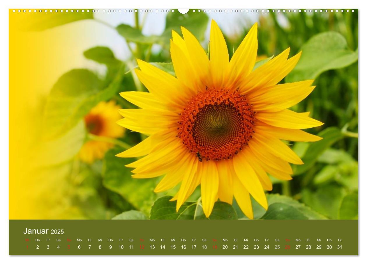 Bild: 9783435799404 | Sonnenblumen - die Blumen der Lebensfreude (Wandkalender 2025 DIN...