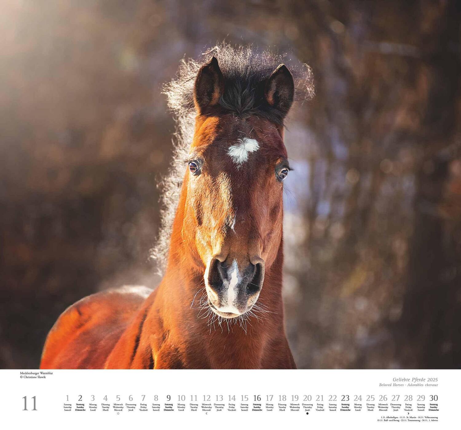 Bild: 4250809653891 | Geliebte Pferde 2025 - DUMONT-Wandkalender - Pferdefotografie von...