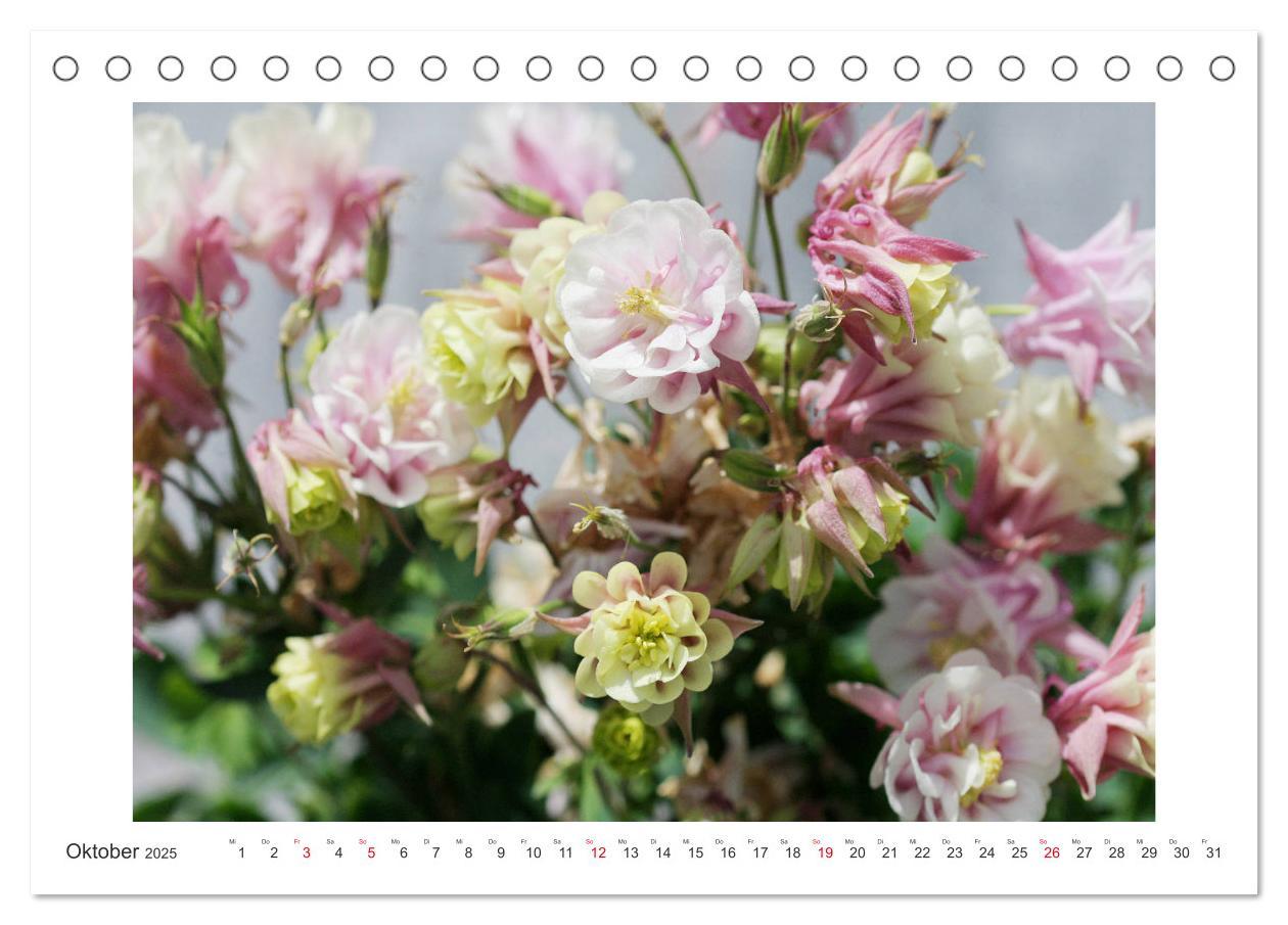 Bild: 9783435329168 | Akeleien im Garten (Tischkalender 2025 DIN A5 quer), CALVENDO...