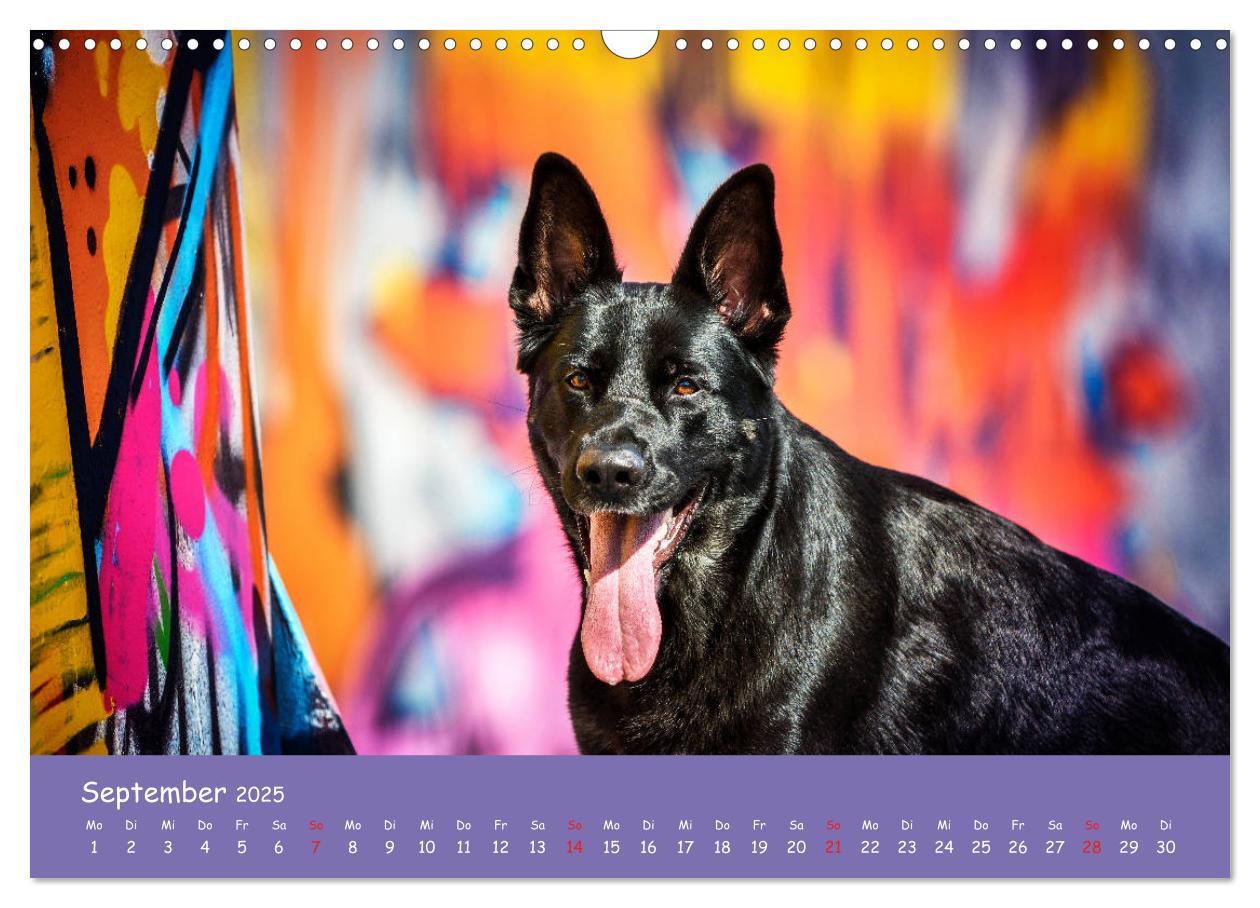 Bild: 9783435314157 | Hunde und Graffiti (Wandkalender 2025 DIN A3 quer), CALVENDO...