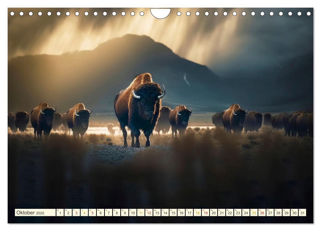 Bild: 9783383912092 | Amerikanischer Bison (Wandkalender 2025 DIN A4 quer), CALVENDO...