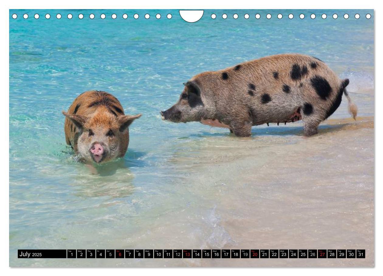 Bild: 9781325994007 | The Swimming Pigs of Bahamas (Wall Calendar 2025 DIN A4 landscape),...