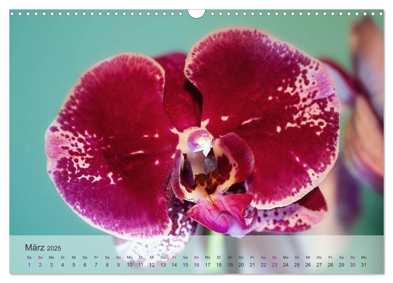 Bild: 9783435689361 | Phalaenopsis - die zauberhafte Welt der Orchideen (Wandkalender...